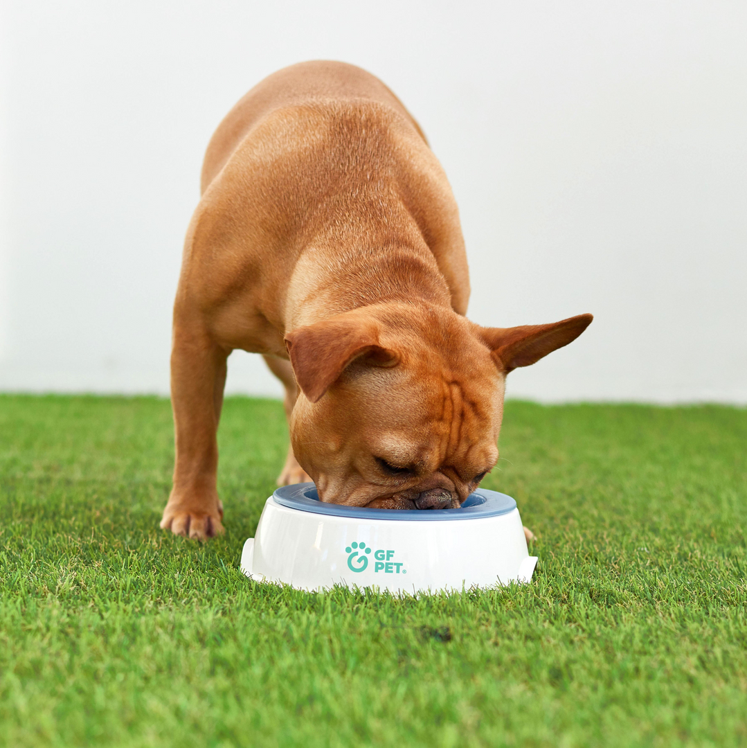 Ice Bowl (Pet Cooling Water Bowl) - BrandBoxs