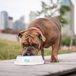 Load image into Gallery viewer, Ice Bowl (Pet Cooling Water Bowl) - BrandBoxs
