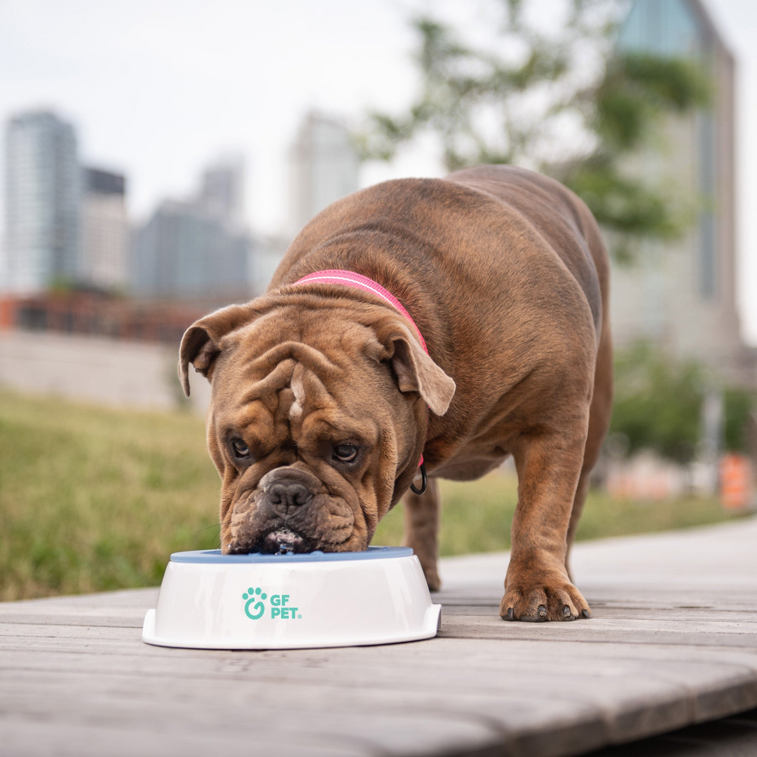 Ice Bowl (Pet Cooling Water Bowl) - BrandBoxs